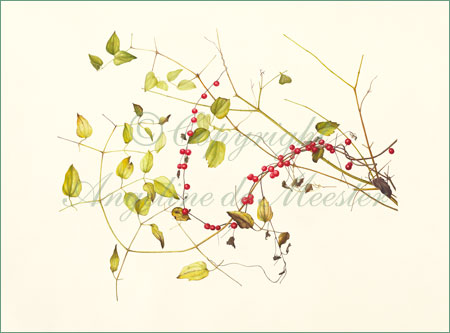 Botanic Symbiosis October