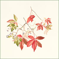 Virginia Creeper Parthenocissus quinquefolia