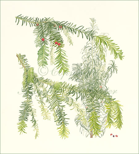 Yew – Taxus baccata "Dovostonii Aurea", background Taxus baccata "Fastigiata"