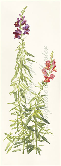 Antirrhinum majus or Snap Dragon